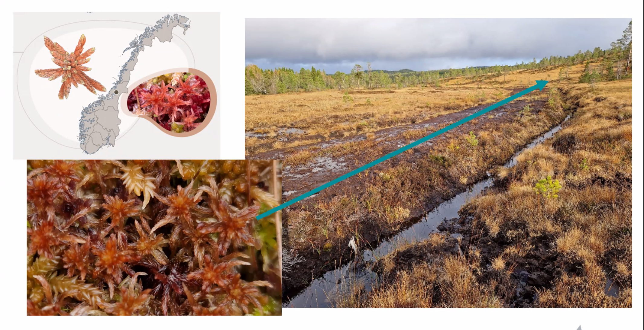 Sphagnum venustum